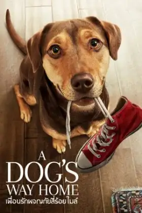 A Dog's Way Home (2019) เพื่อนรักผจญภัยสี่ร้อยไมล์